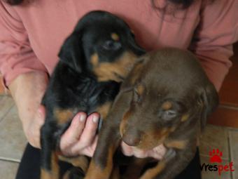 Ράτσα: Ντόμπερμαν - Doberman | Ηλικία: 3 μηνών | Φύλο: Θηλυκό | Αρ. Microchip: 903678290025678 | Ιδιώτης | Εκπαιδευμένο | Pedigree | Περιοχή: Αθήνα, Αττική